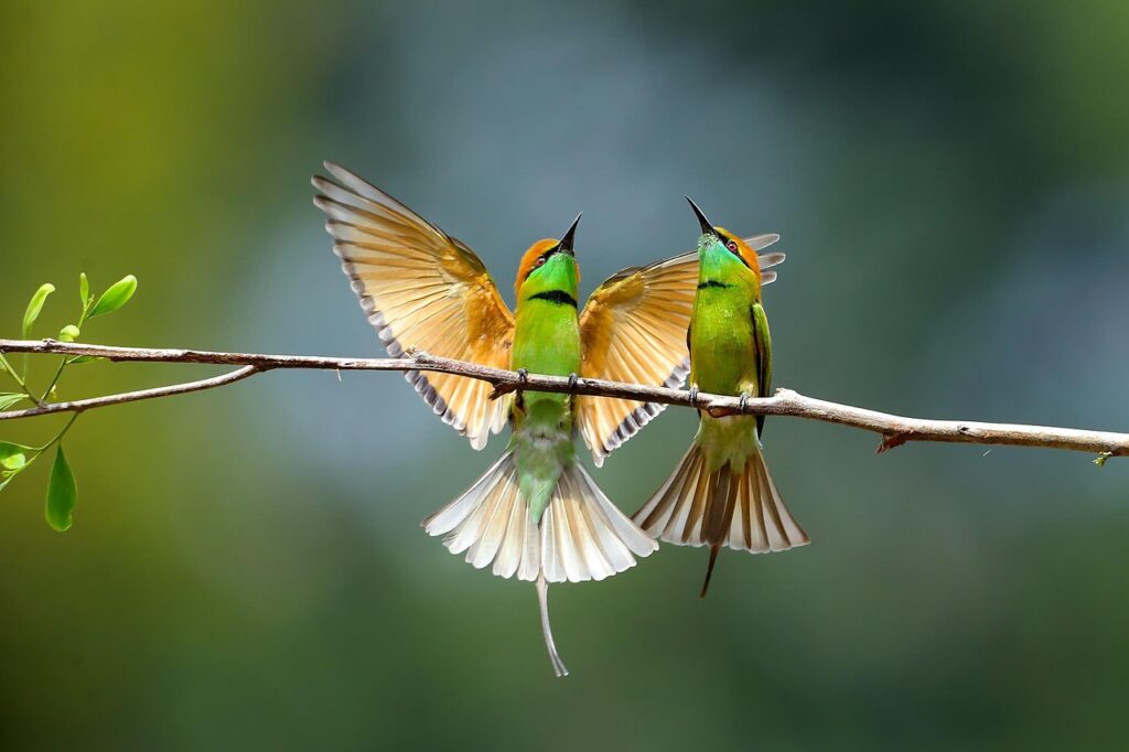 bee eater birds